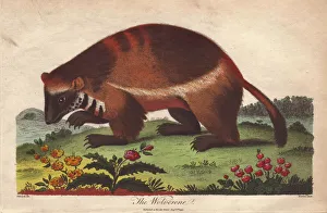 Universal Gallery: Wolverine or Gulo gulo