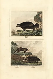 James Smith Barr Prints: Wolverine and kinkajou