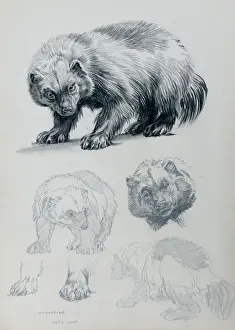 Sheppard Prints: Wolverine Studies