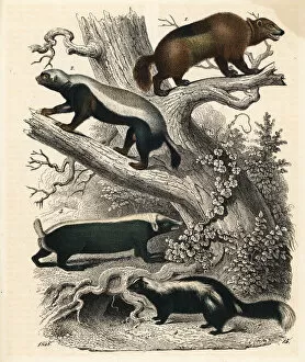 Wolverines, skunk and stink badger