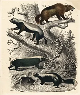 Hoffmann Prints: Wolverines, skunk and stink badger