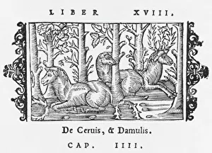1550s Prints: Wolves attacking elks in Scandinavia
