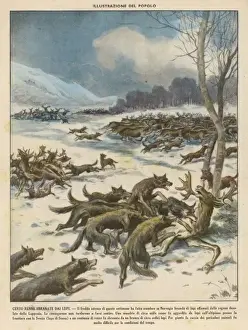 Wolves attacking reindeer herds in Norway