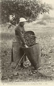 Wickerwork Gallery: A woman of the Auvergne collecting walnuts