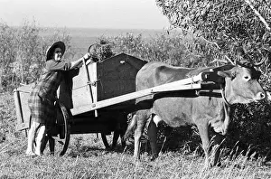 Fodder Prints: Woman with cow cart Portugal - 2