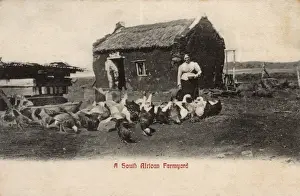 Hens Prints: Woman feeding poultry in a farmyard, South Africa
