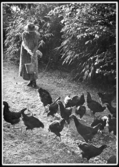 Bucket Collection: Woman Feeds Chickens
