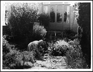 Contented Collection: Woman Gardening