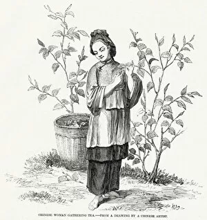 Gather Gallery: Woman gathering tea, China