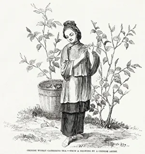 Images Dated 21st May 2020: Woman gathering tea, China
