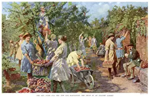 Labourers Prints: Woman harvesting apples as old man watches 1918