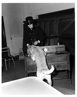Woman police dog handler with drug sniffer dog, London