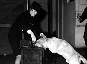 Searching Gallery: Woman police dog handler with drug sniffer dog, London