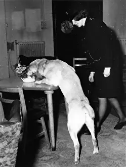 Woman police dog handler with drug sniffer dog, London