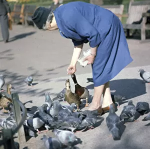 Images Dated 26th May 2017: Woman in St Jamess Park with pigeons and ducks