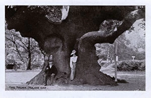 Quercus Gallery: A Woman standing in the trunk of the Major Oak, Sherwood