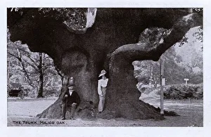 Quercus Gallery: A Woman standing in the trunk of the Major Oak, Sherwood