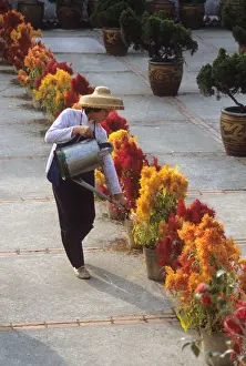Coolie Prints: Woman in a straw sunhat watering pots of flowers, Lantau, HK
