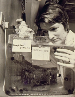 Woman at work, Snail Research Centre