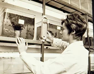 Thermometer Collection: Woman at work, Snail Research Centre