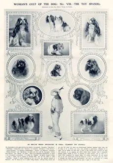 Spaniels Prints: Womans cult of the dog: No. VIII - the toy spaniel (King Charles Spaniel) Date