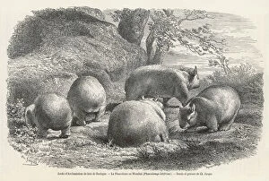Bois Collection: WOMBAT 1864