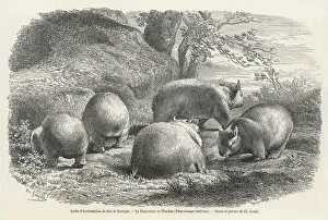 Boulogne Collection: WOMBAT 1864