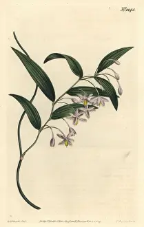 Wombat berry, Eustrephus latifolius