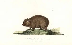 Complements Prints: Wombat, Vombatus ursinus