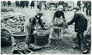 Women farm workers 1917