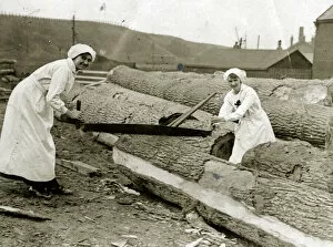 Images Dated 2nd January 2019: Women lumberjacks sawing trees, WW1