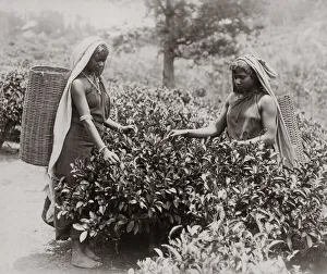Women picking tea, India, c. 1890