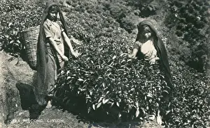 Plucking Prints: Women picking tea - Sri Lanka