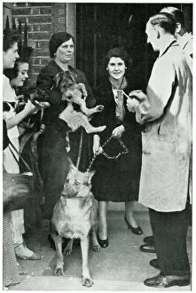 Women queuing with their dogs for RSPCA advice, Sept 1939