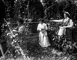 Images Dated 6th February 2012: Women from Stepney, East London, hop picking in Kent