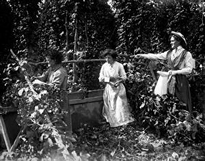 Images Dated 6th February 2012: Women from Stepney, East London, hop picking in Kent