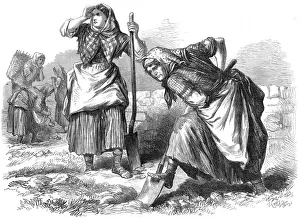 Women working in the fields, Roscommon, Ireland
