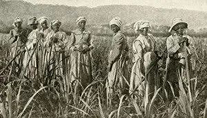 Tending Prints: Women working in sugar cane field, Jamaica, West Indies