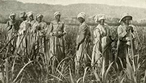 Images Dated 7th August 2018: Women working in sugar cane field, Jamaica, West Indies