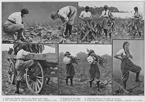 Jobs Prints: Women working on a tobacco farm, Norfolk, WW1