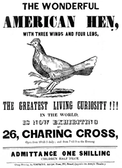 Images Dated 6th May 2011: The wonderful American hen