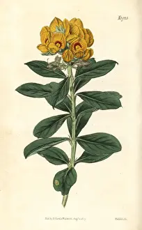 Curtis Prints: Wonnich or native willow, Callistachys lanceolata