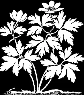 Midgley Collection: Wood Anemone
