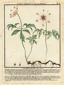 Colour Printing Prints: Wood anemone, Anemone nemorosa