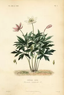 Agricoles Gallery: Wood anemone or windflower, Anemone nemorosa