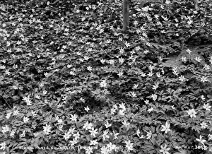 Wood Anemones, Colin Glen, (Anemone Nemorosa)