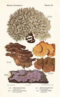 Wood-decay fungus and cauliflower fungus