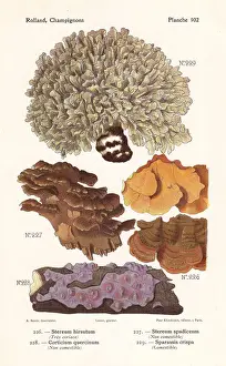 Fungus Prints: Wood-decay fungus and cauliflower fungus