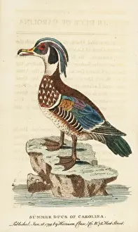 Georgeedwards Prints: Wood duck, Aix sponsa