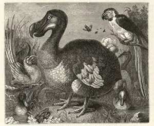 Dodo Gallery: Wood engraving of Roelandt Saverys painting of the dodo